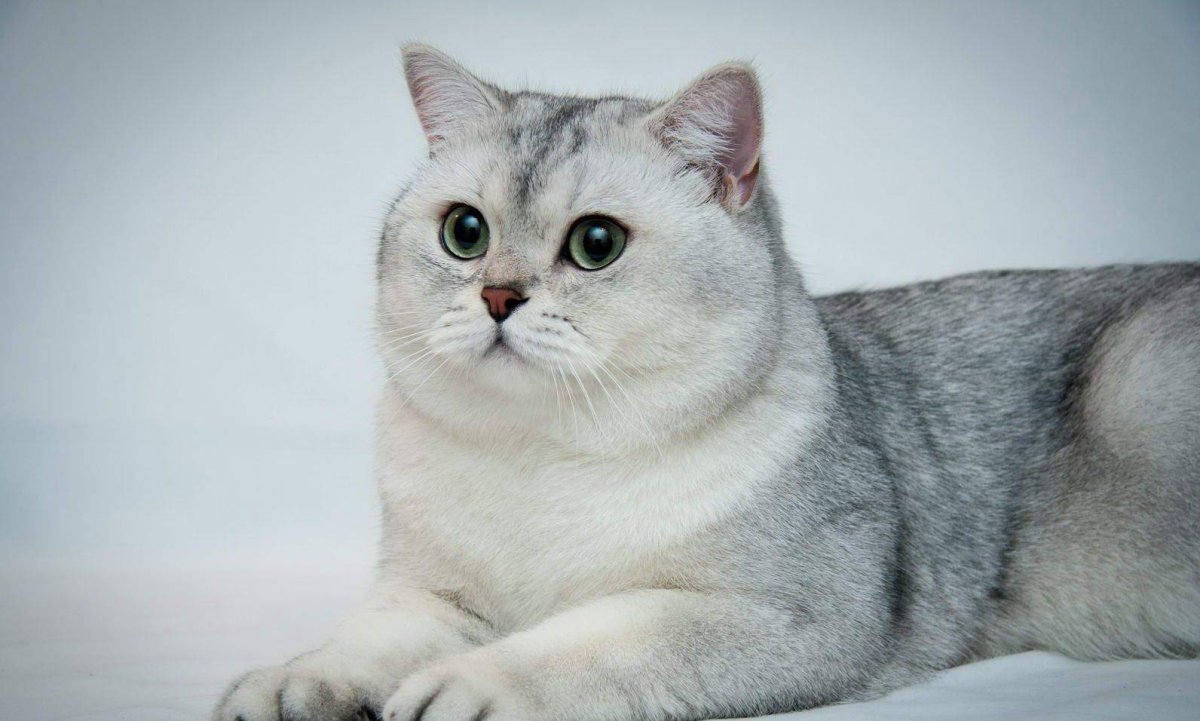 Персидская длинношерстная шиншилла