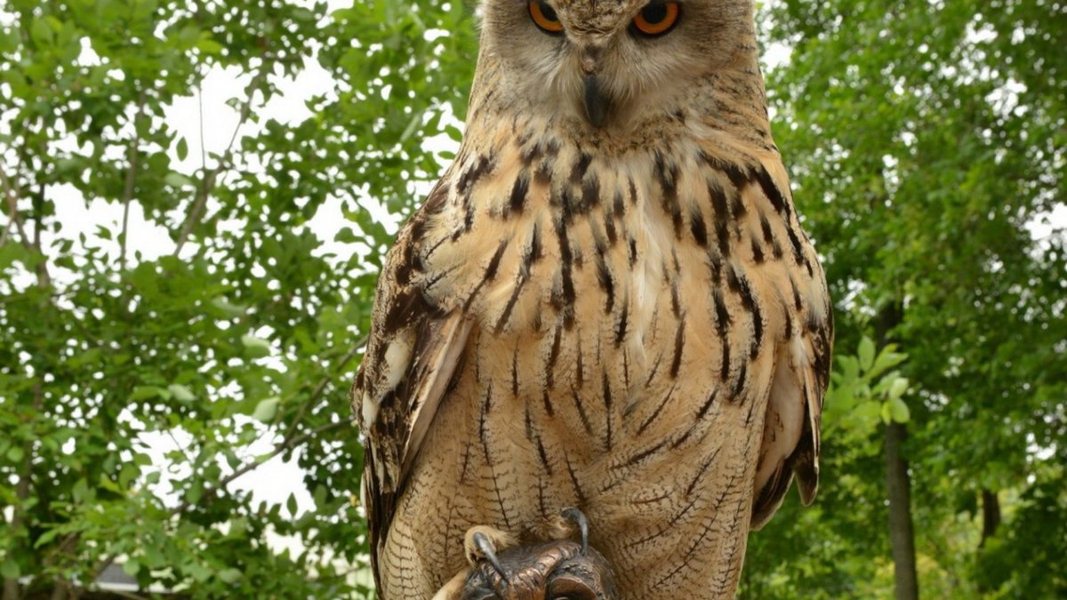 Сыч и ушастая Сова