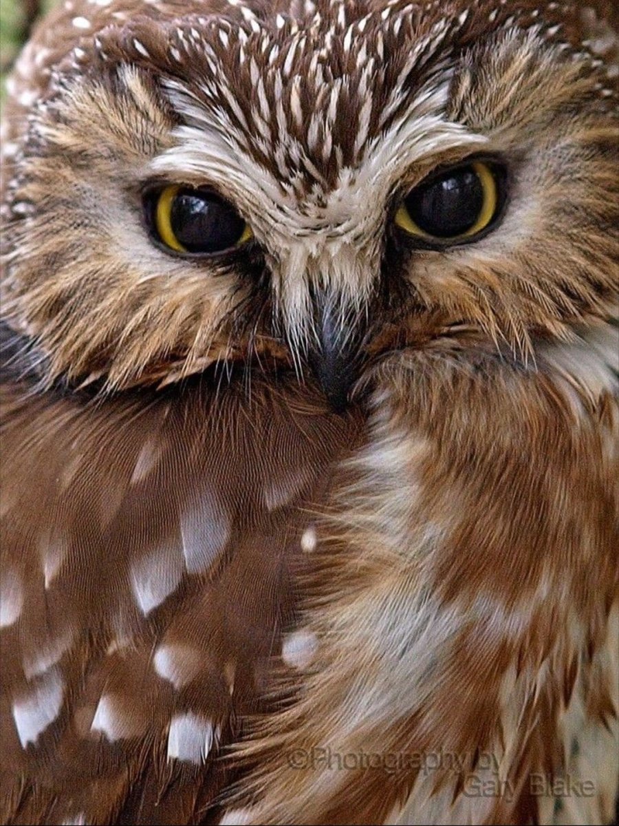 Красивая Сова