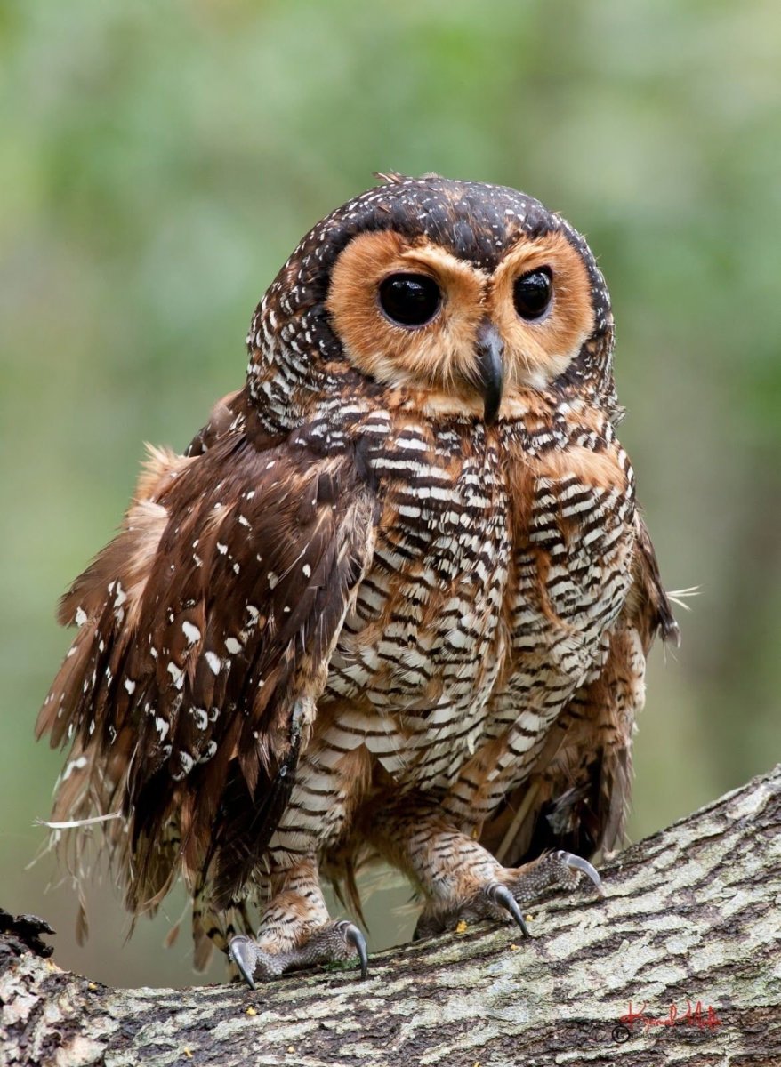 Неясыть коричневая