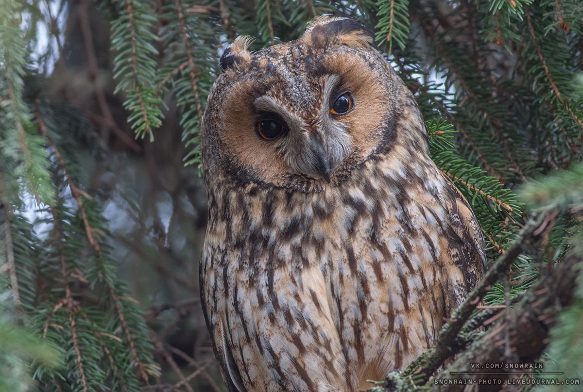 Виргинский Филин