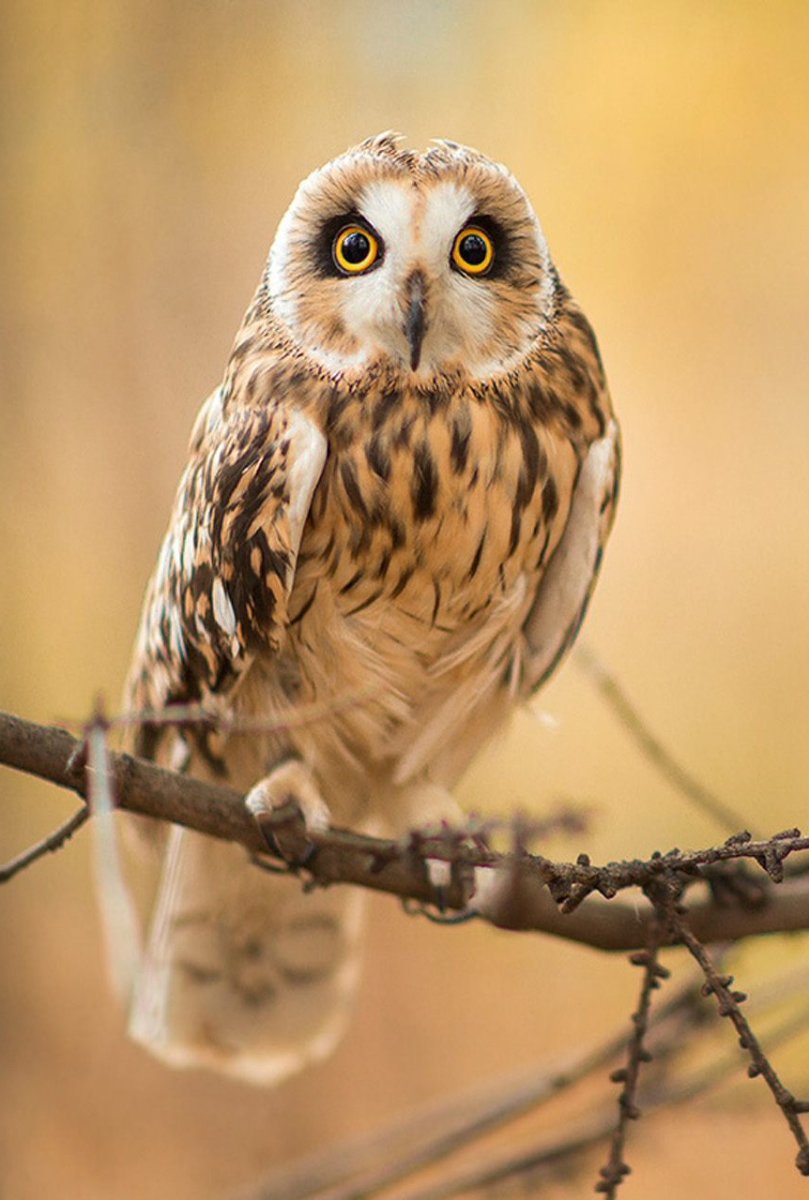 Сова неясыть