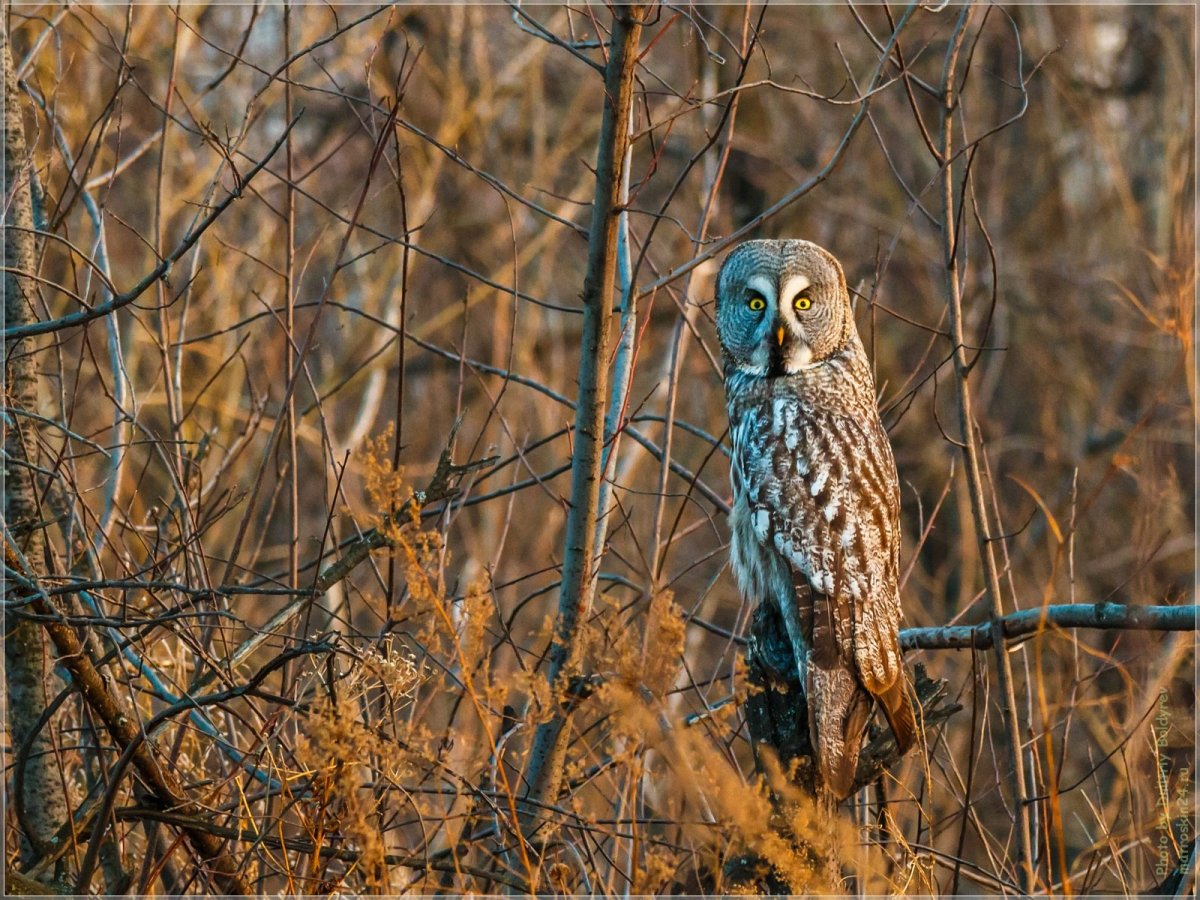 Пёстрая неясыть