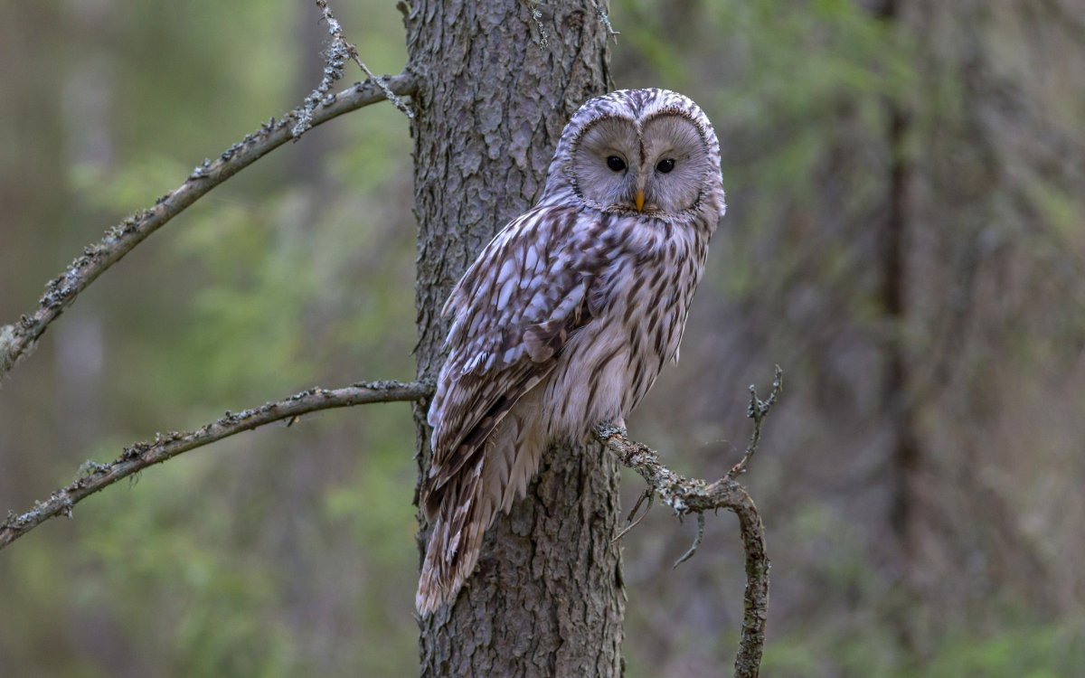 Совы России