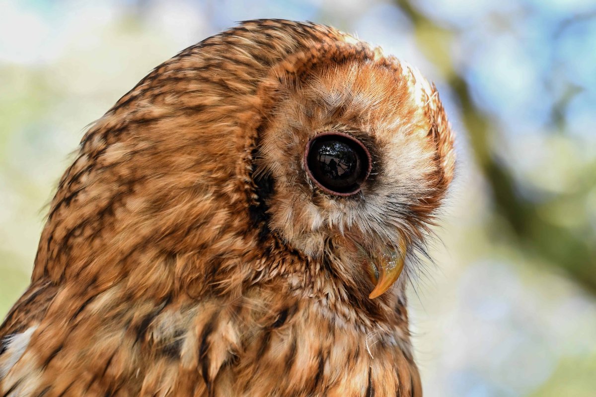 Филин Сова неясыть