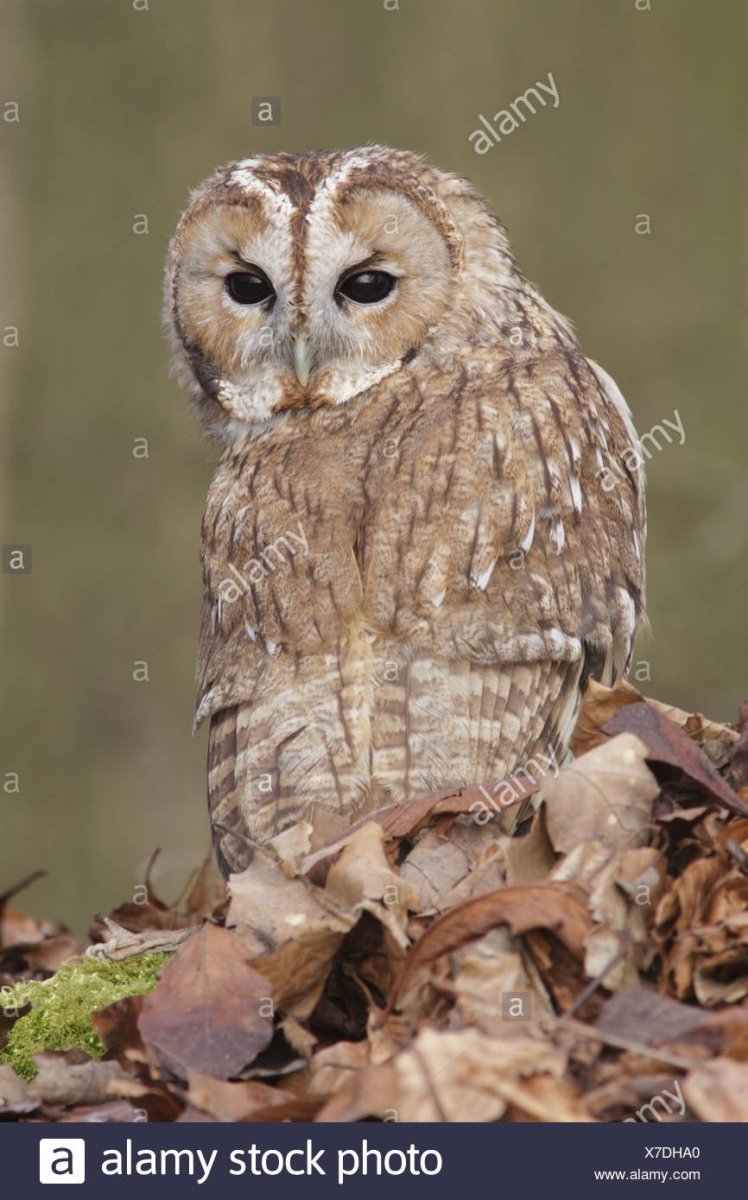 Филин Сова неясыть