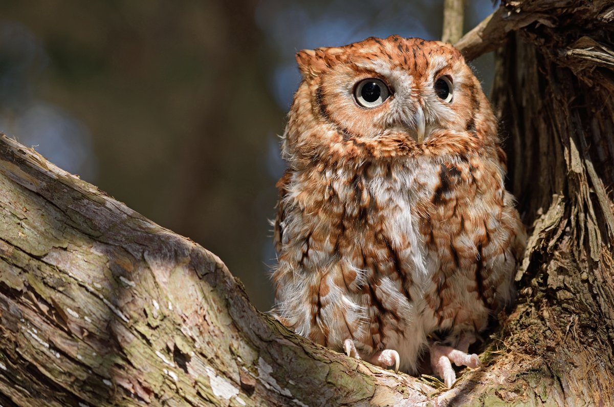 Бородатый Сыч