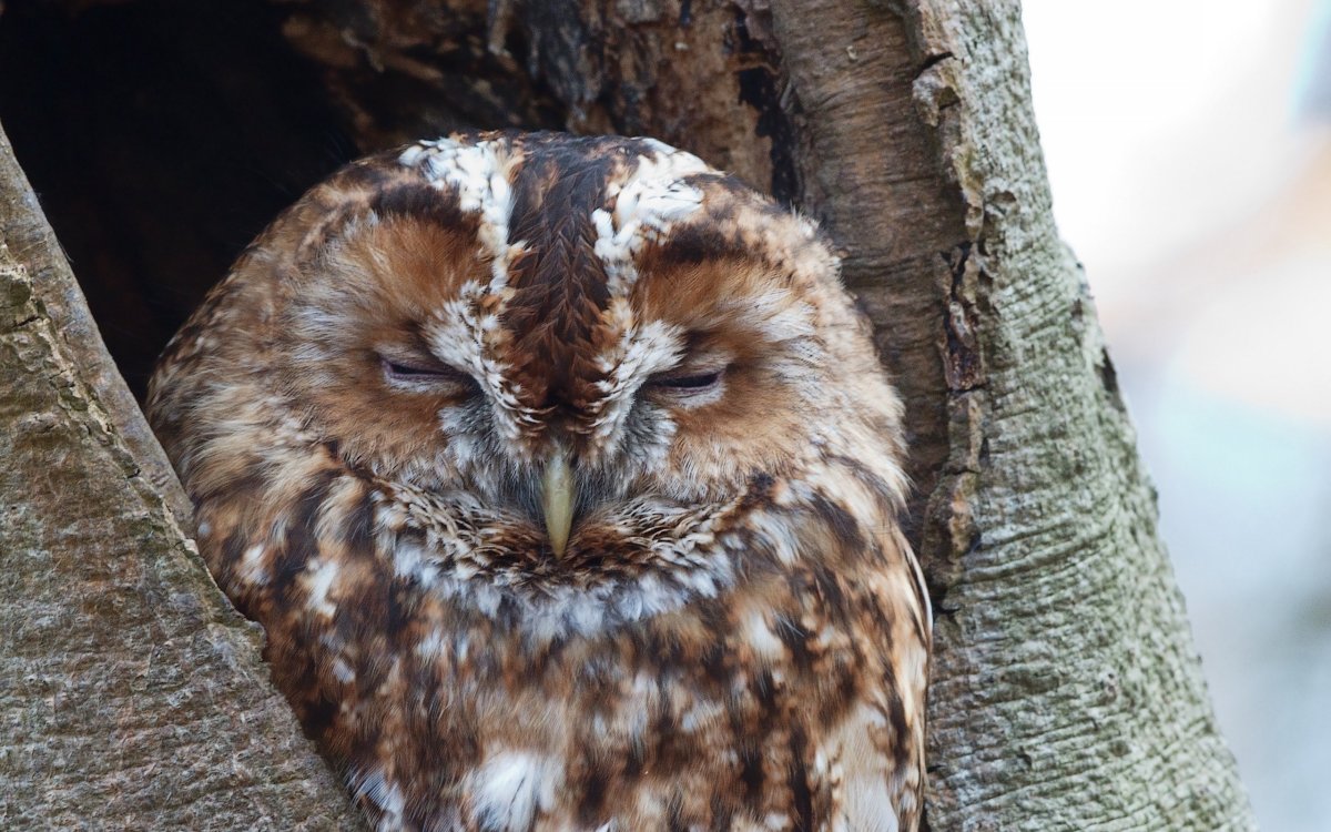 Соломонская ушастая Сова