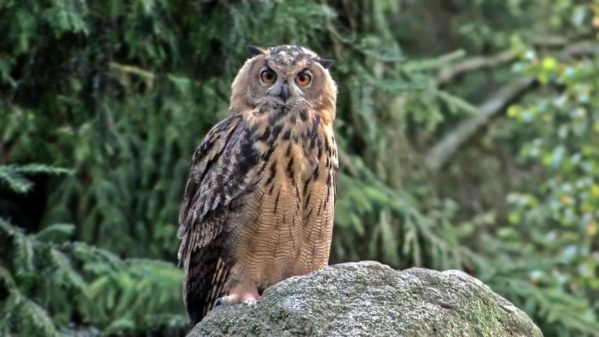 Бурая неясыть