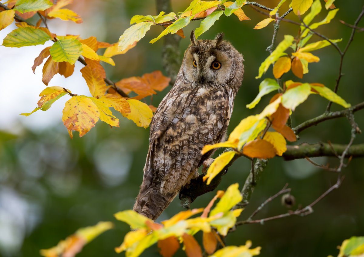 Стигийская Сова