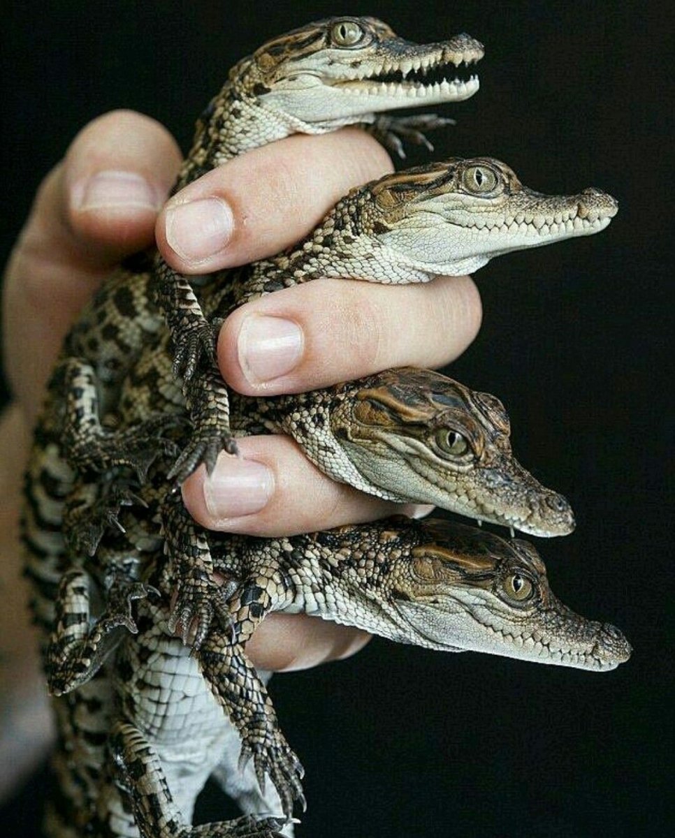 Маленькие крокодильчики