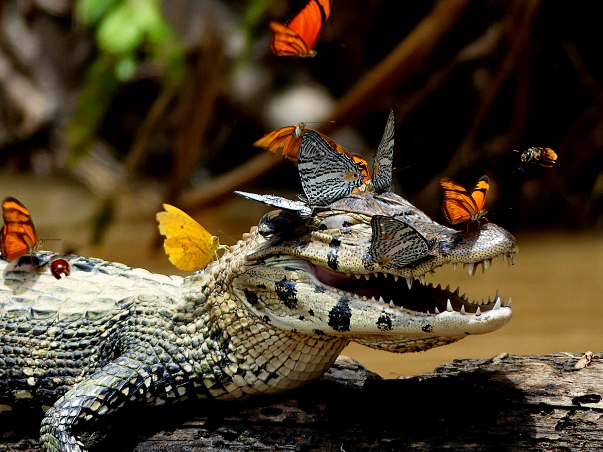 Карликовый Кайман