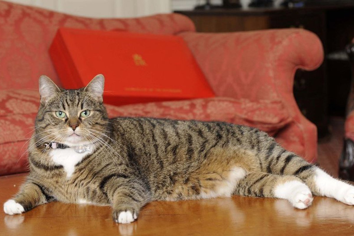 Кот Цезарь фото