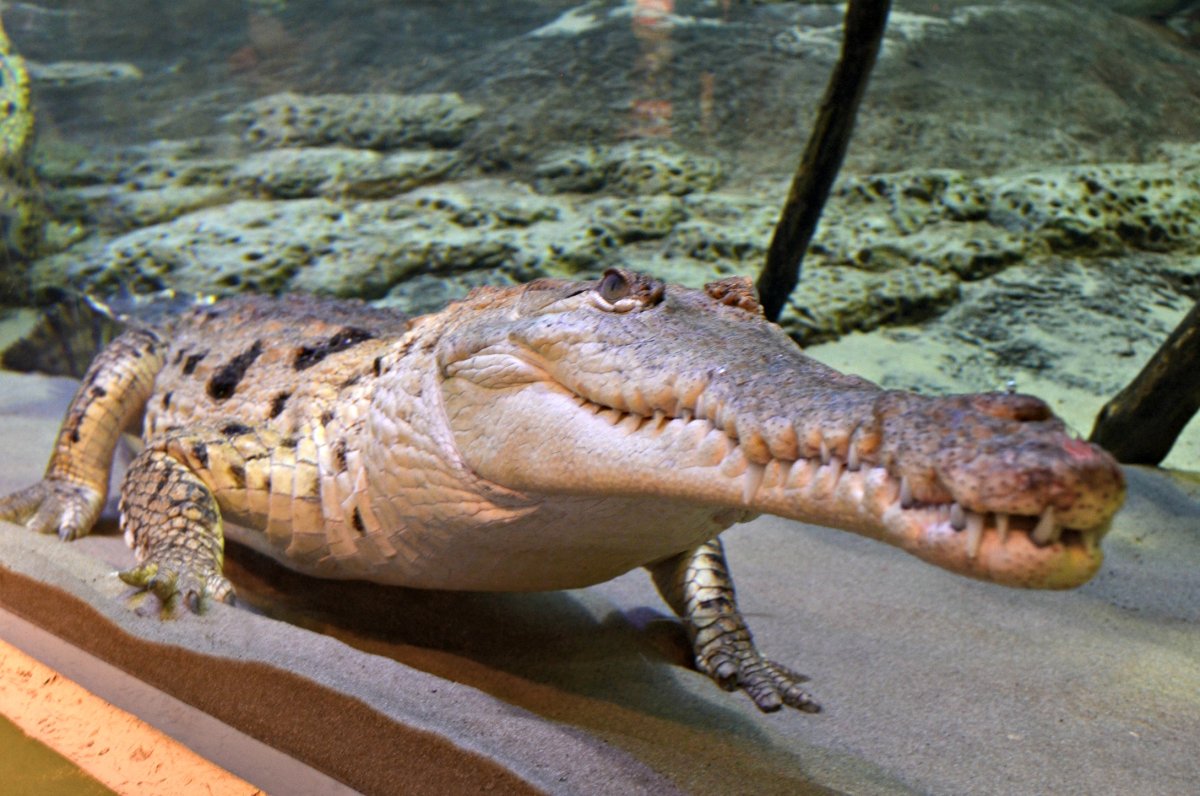 Крокодил милашка