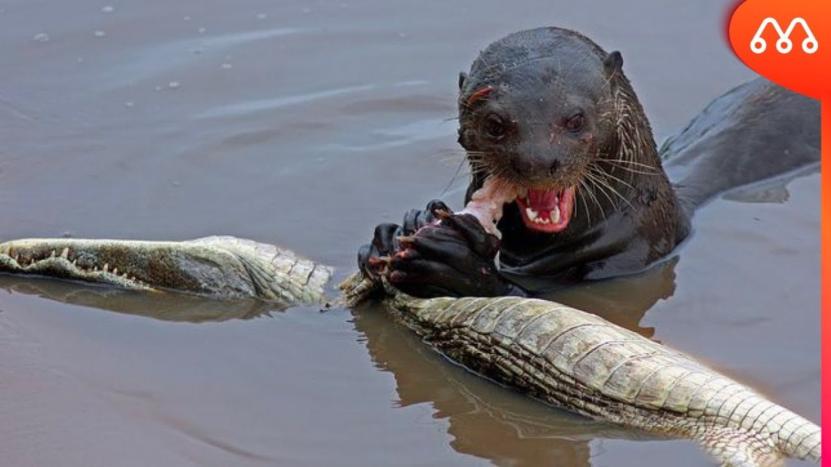 Миссисипский Аллигатор