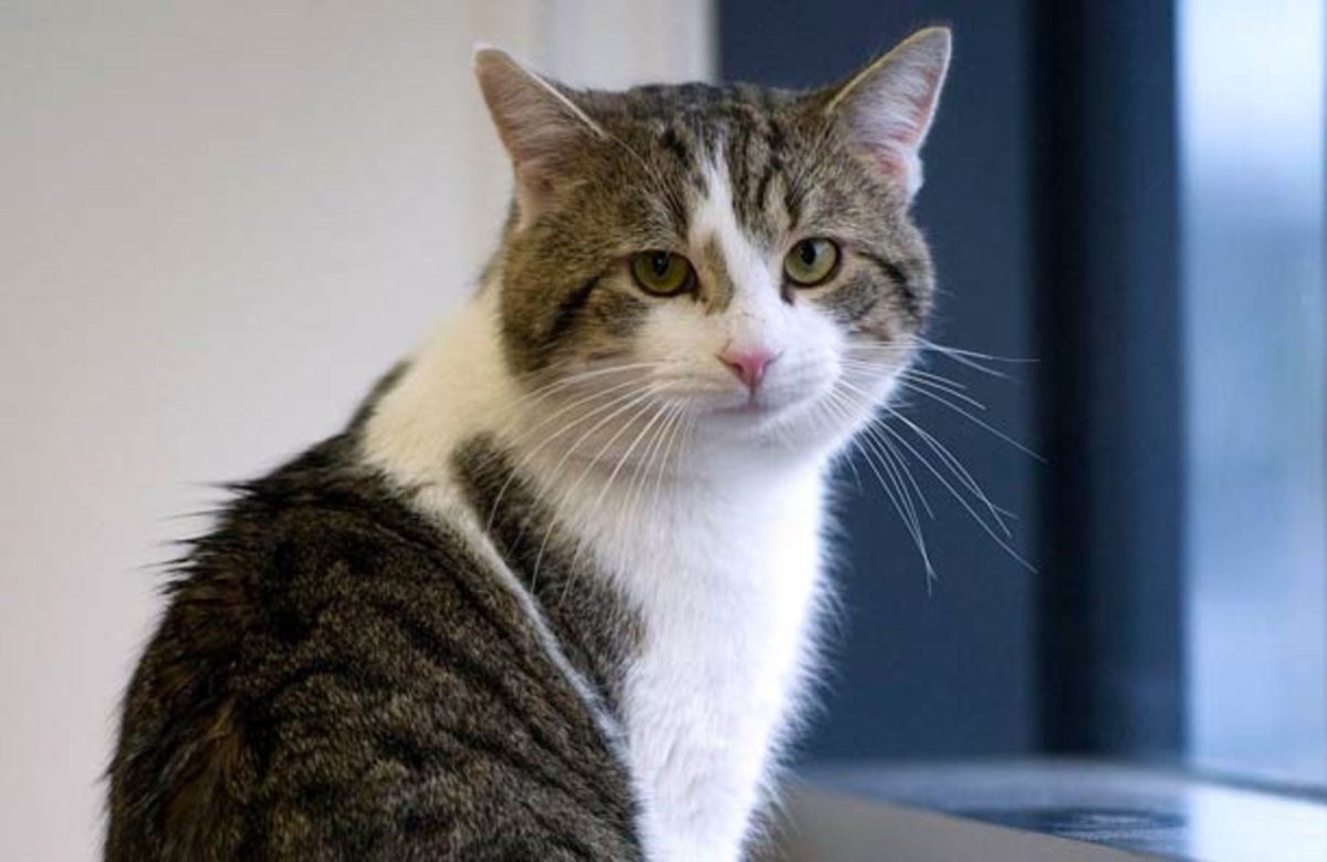 Кот Ларри: главный мышелов Британии