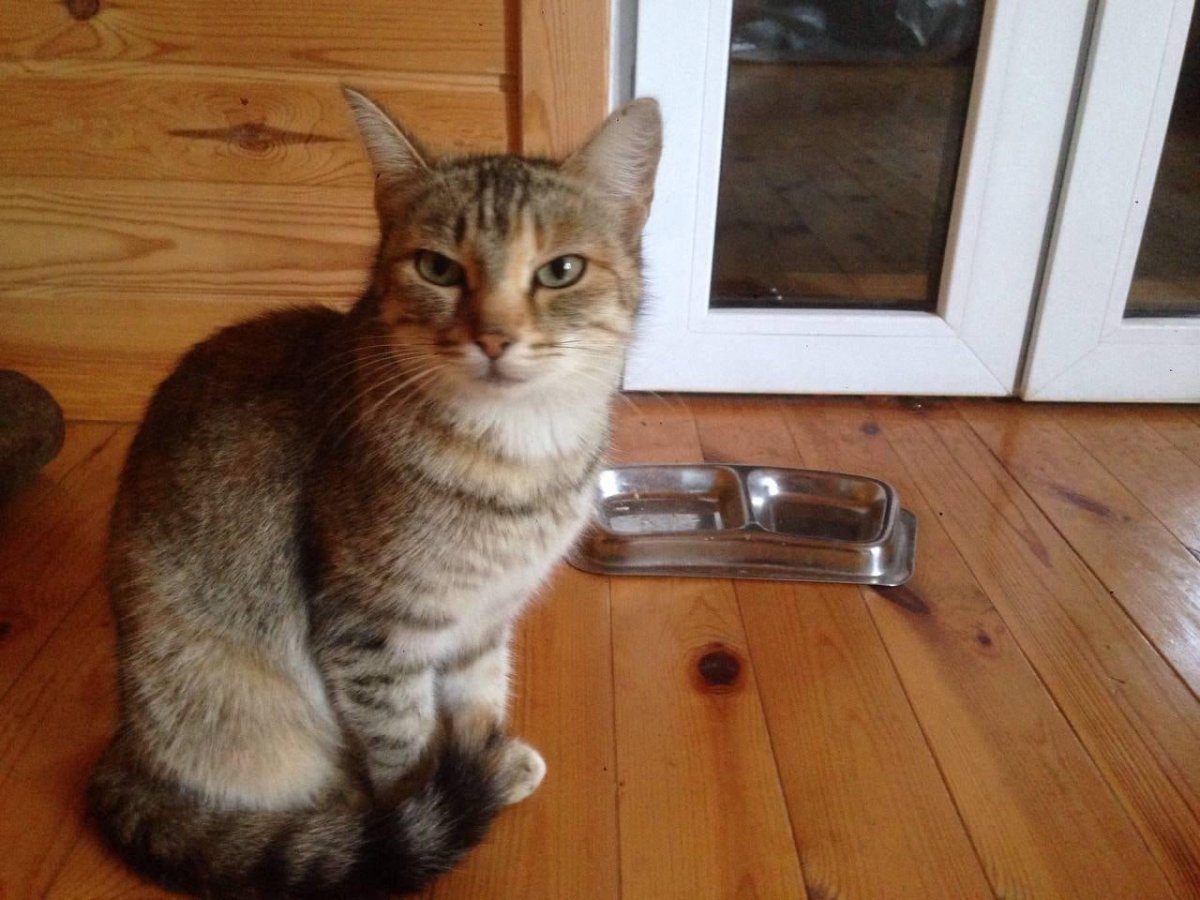 Котята мышеловы