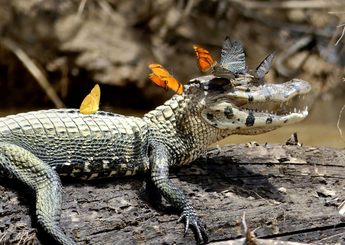 Болотный крокодил (Crocodylus palustris)