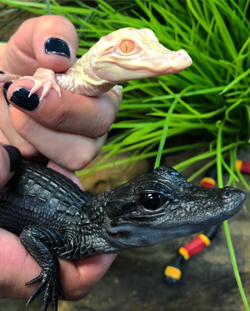 Карликовый Африканский крокодил