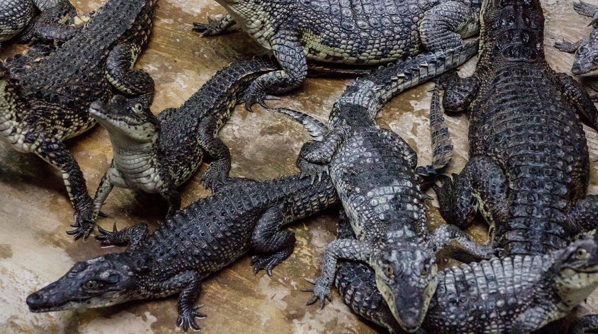 Крокодил питомец