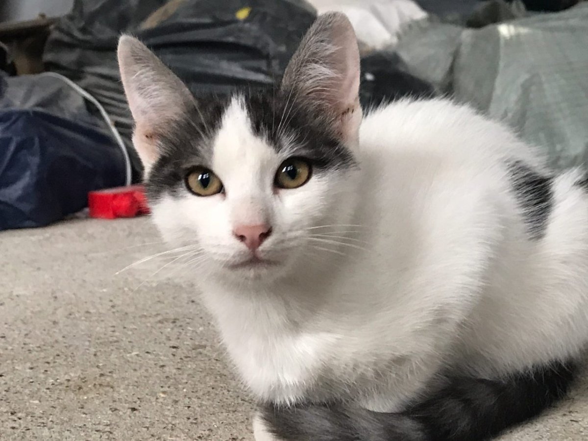 Кот Палмерстон фото