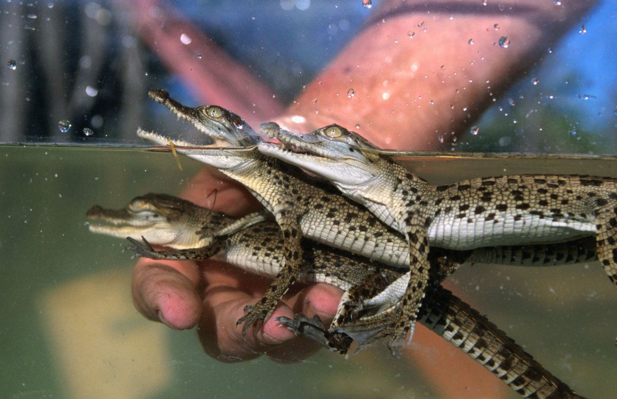 Крокодильчик с бабочками