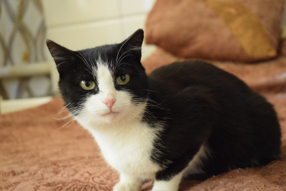 Кот породы Крысолов Сибирский