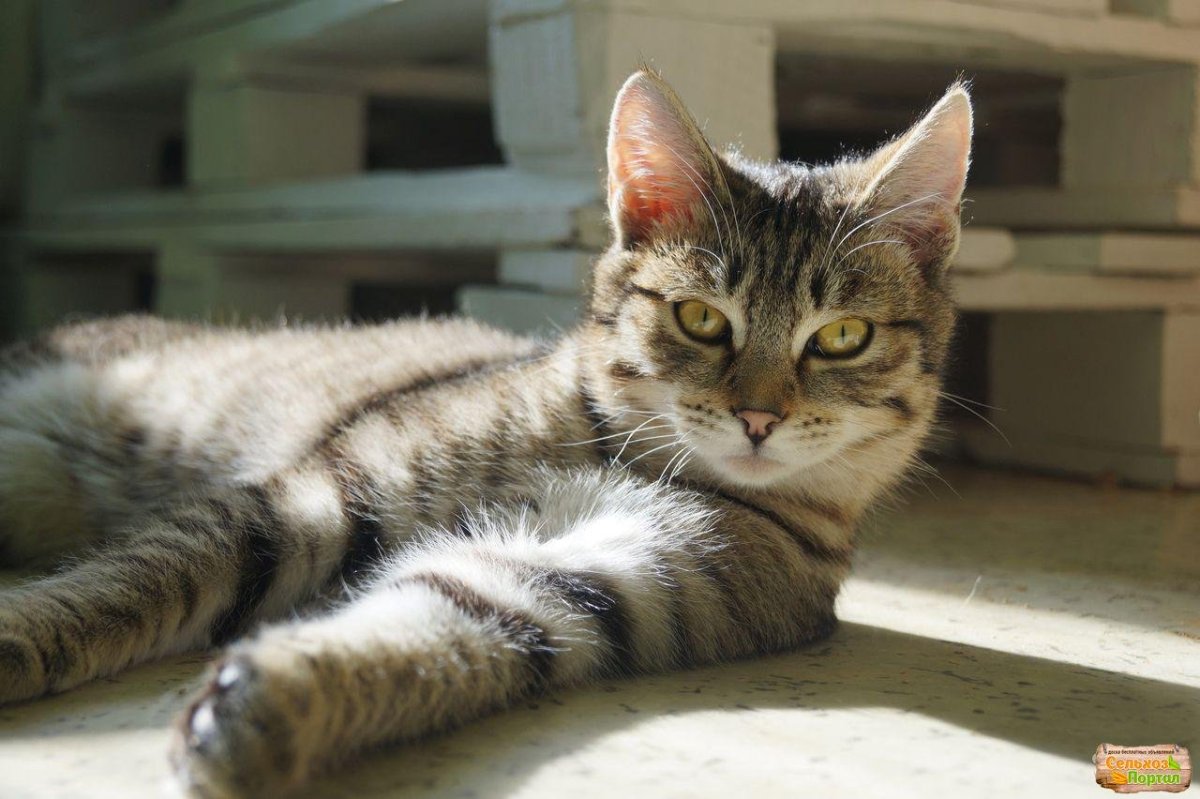 Кот мышелов