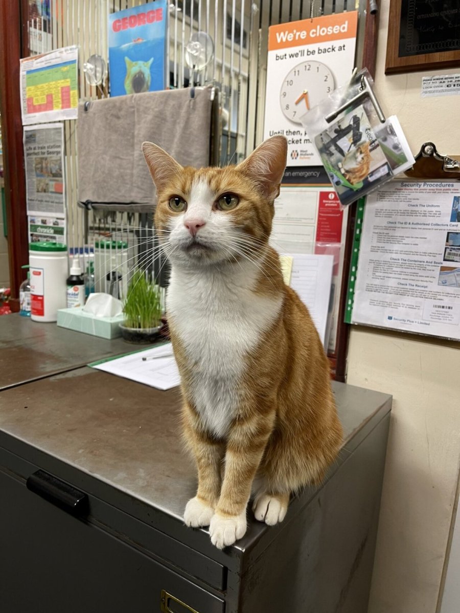 Виверровый кот