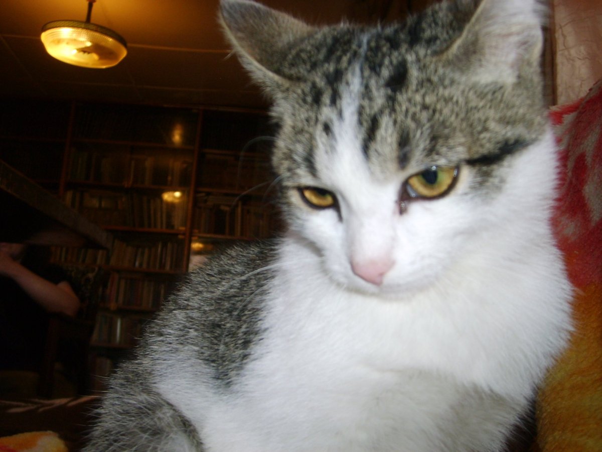 Шпротный окрас у кошек