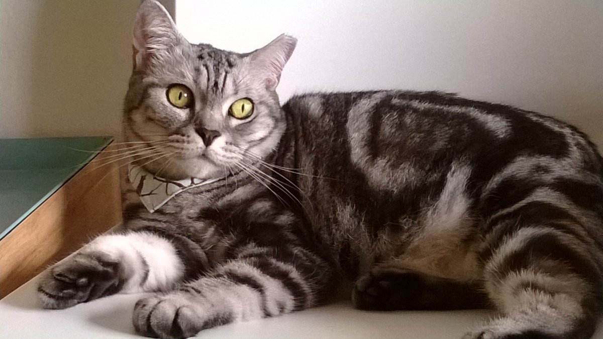 Кот мышелов порода