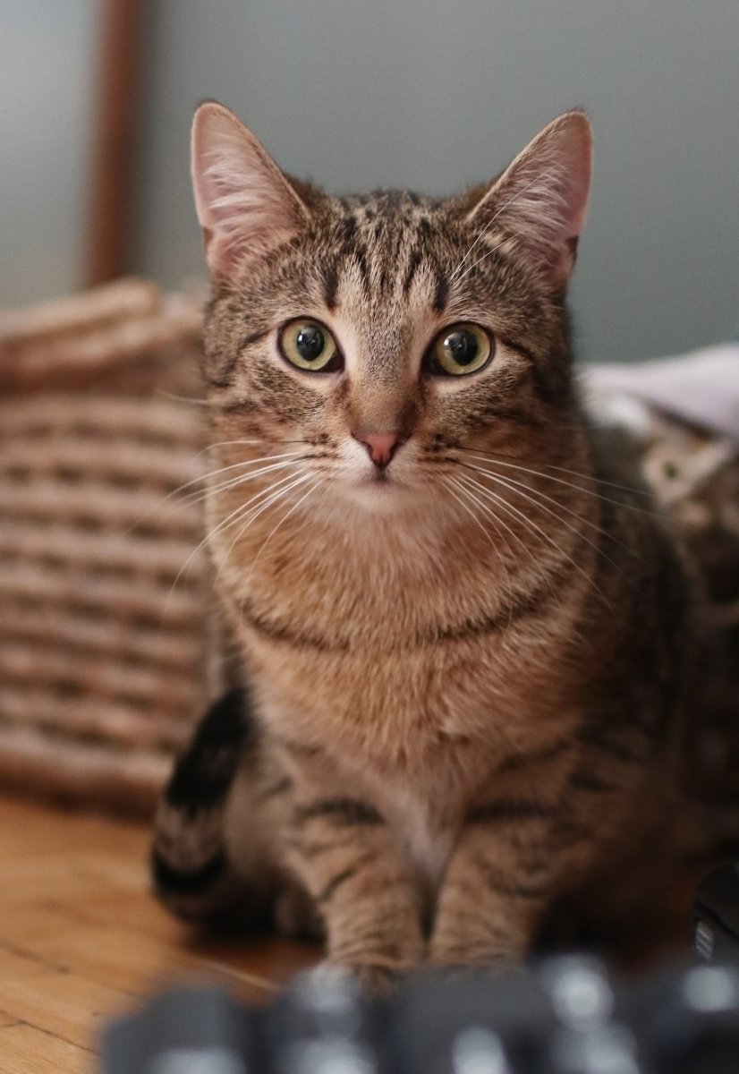 Кошки мышеловы