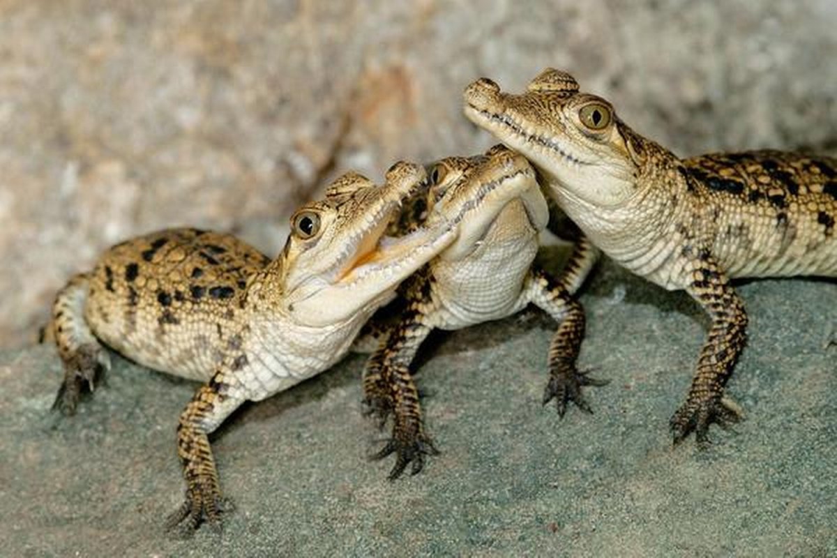 • Новогвинейский крокодил Crocodylus novaeguineae