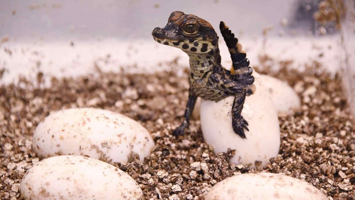 Гавиал крокодил