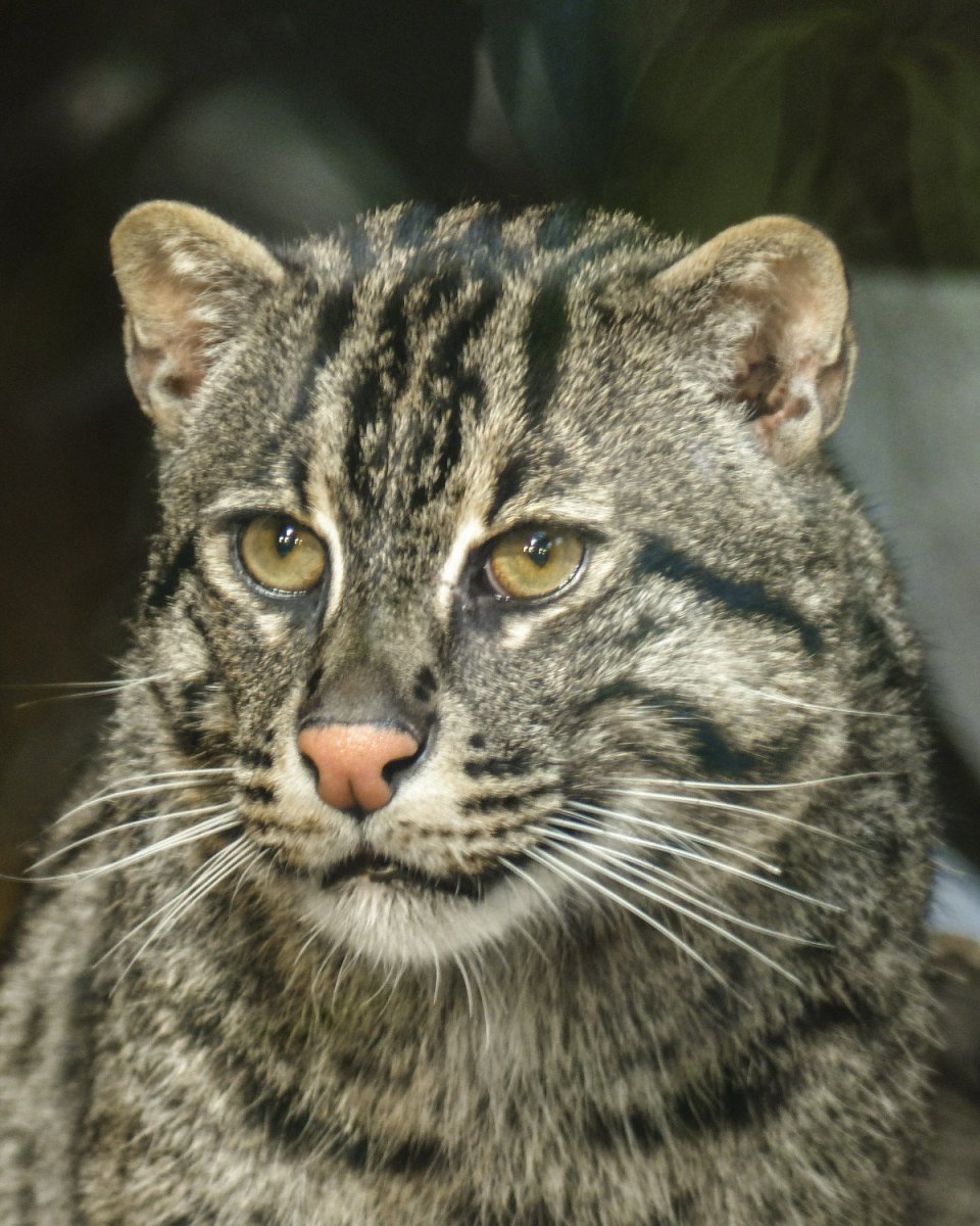 Кот Ларри: главный мышелов Британии