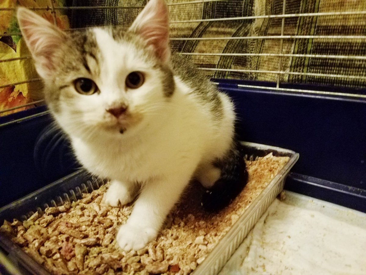 Муся кошка Чебоксары