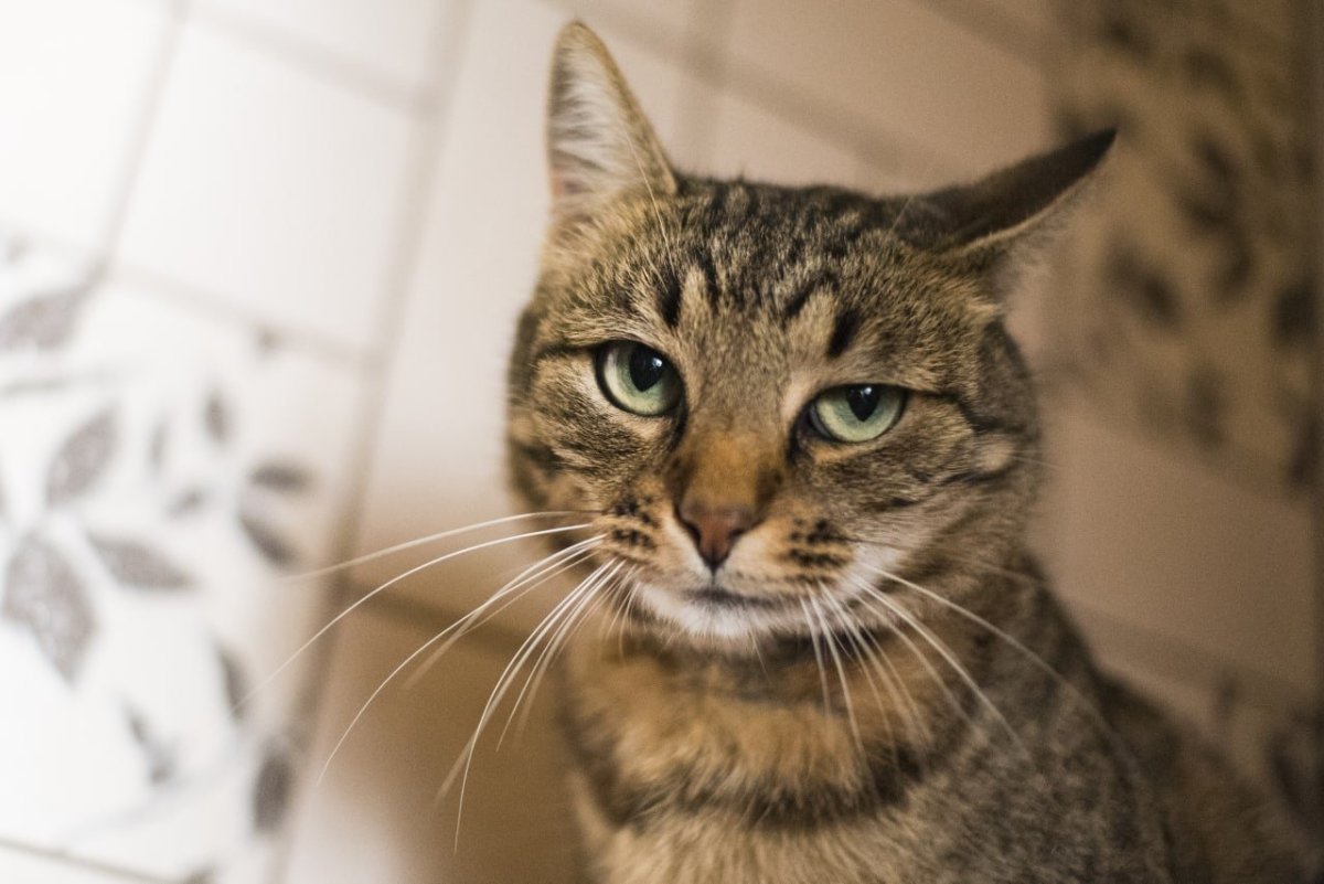 Сибирская крысоловка кошка