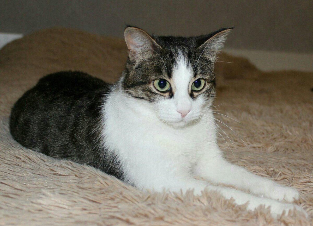 Кошка домашняя трехцветная