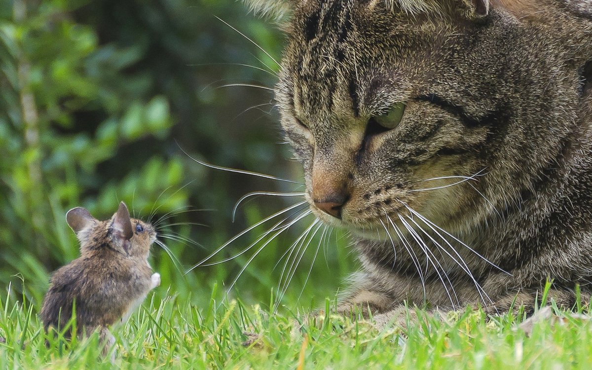 Полосатая кошка