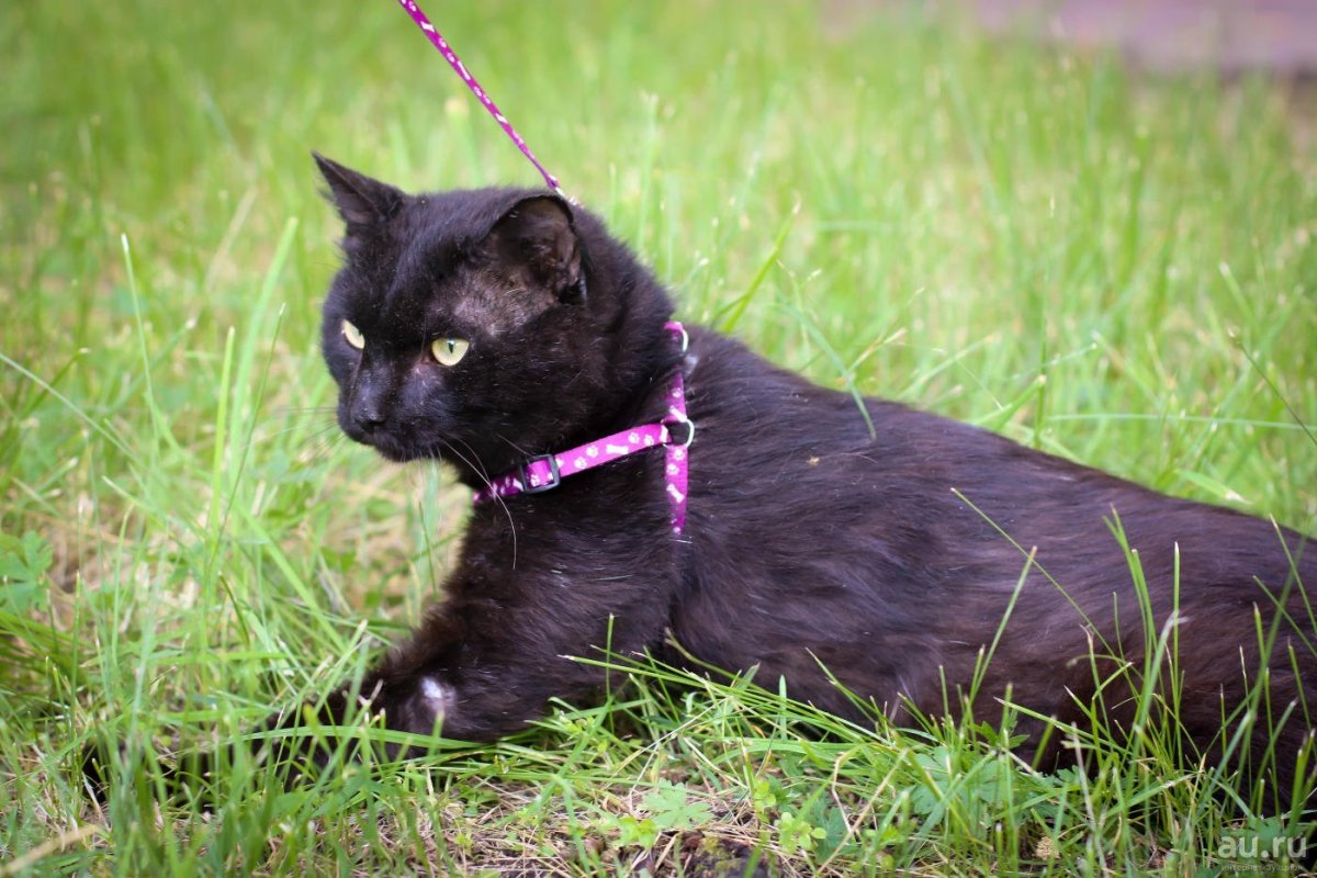 Коты мышеловы породы