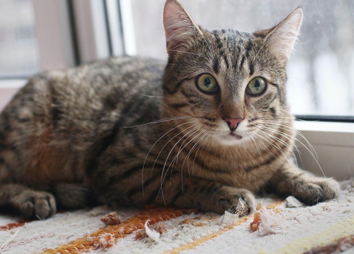 Кошки мышеловки в добрые руки