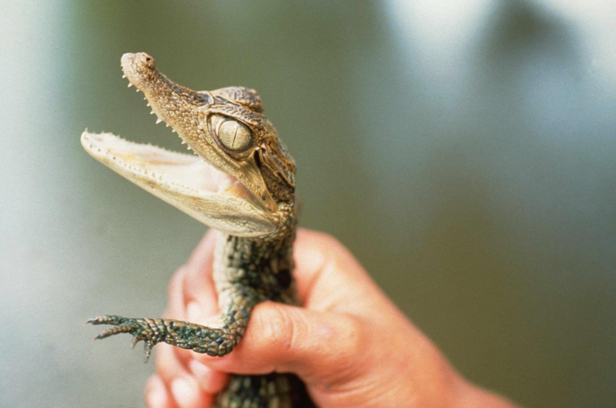 Домашний крокодил