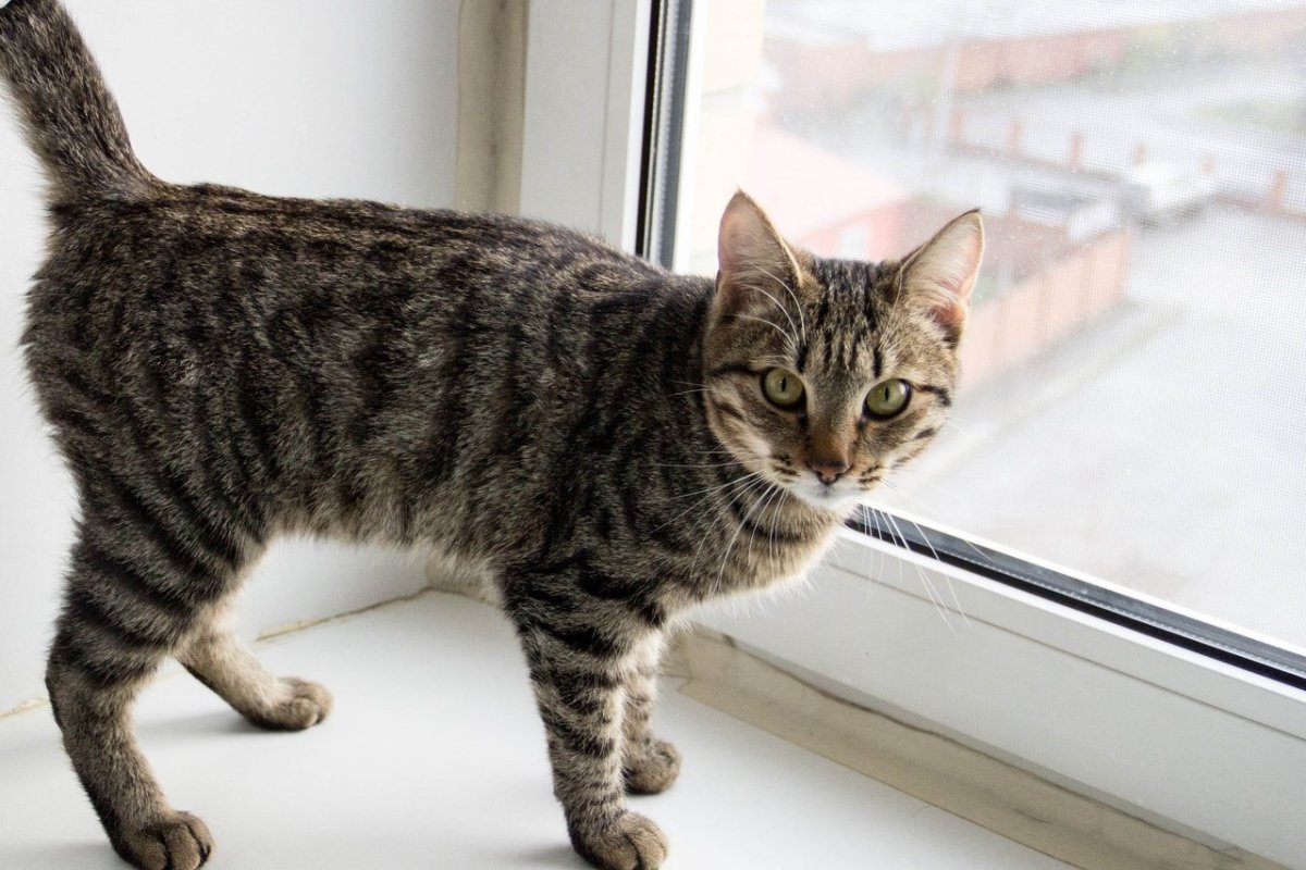 Кот с крысой в зубах