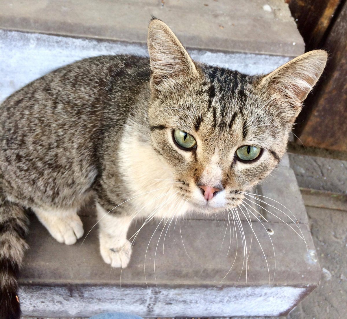 Кубанский Крысолов порода кошек