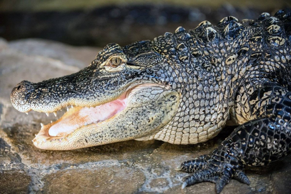 Кайман и Аллигатор