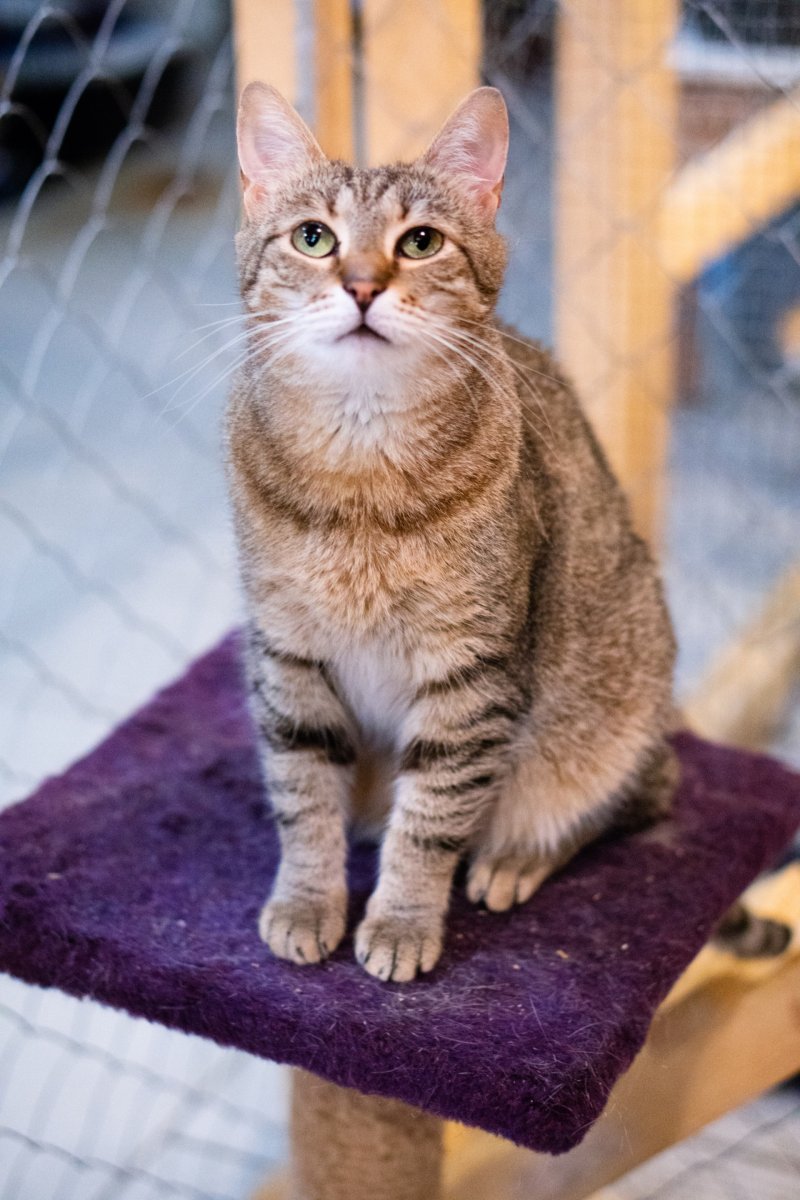 Крысоловка кошка порода трехцветная