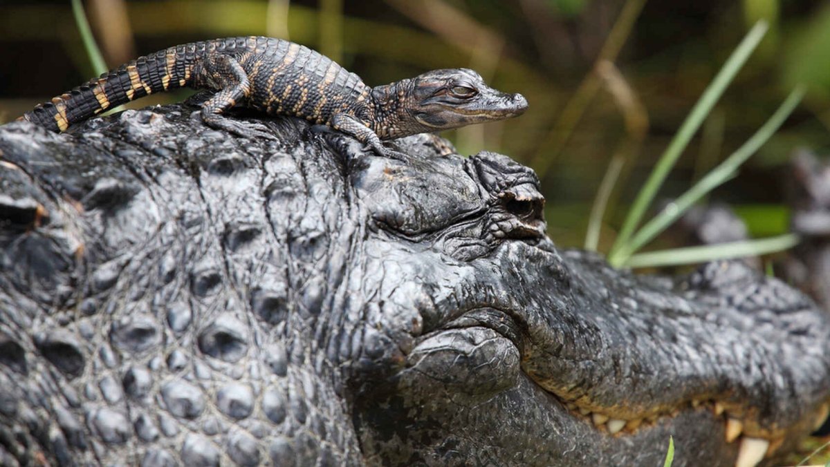• Новогвинейский крокодил Crocodylus novaeguineae