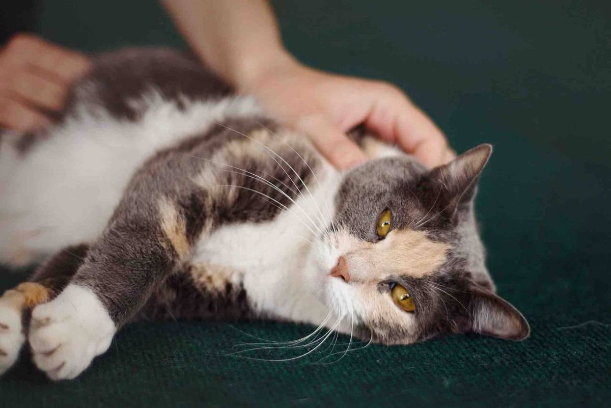 Котята мышеловы