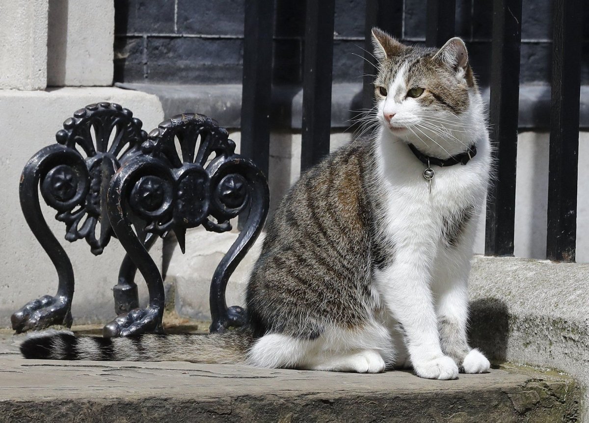Сибирская крысоловка