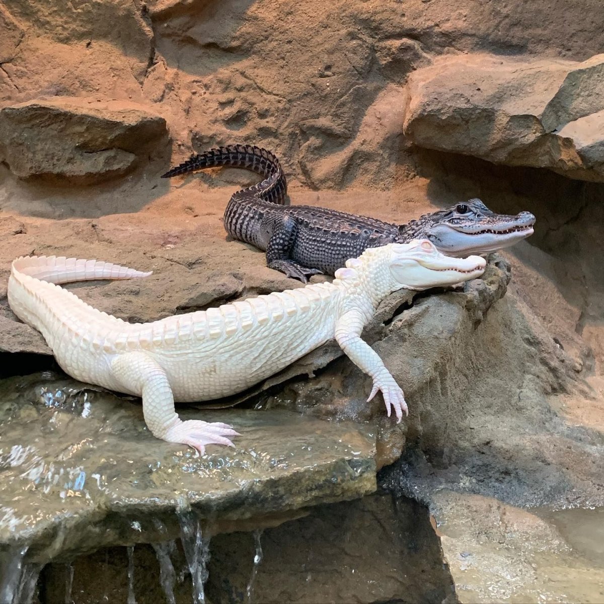 Крокодил Аллигатор Кайман Геннадий